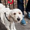 Photos: City Dogs Strut Their Stuff At Tompkins Square Halloween Dog Parade